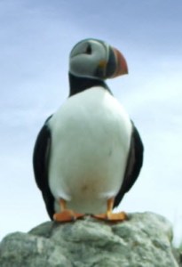 puffin